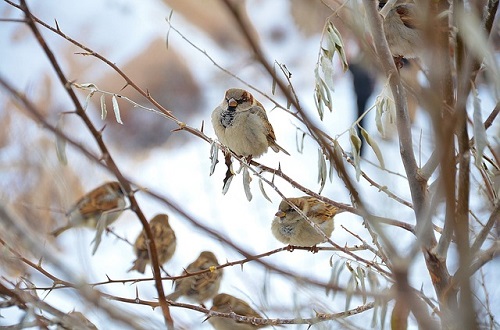 雀の冬景色画像
